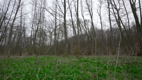 Blattlose-Bäume-Im-Wald-Mit-Dichtem-Unterholz-Aus-Bärlauchpflanzen-Neigen-Sich-Zum-Bewölkten-Himmel