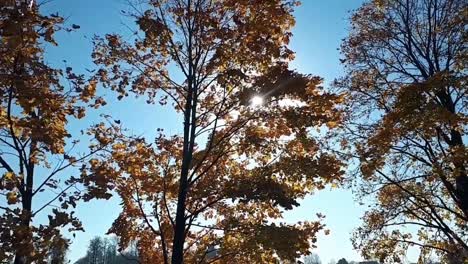 Autumn-leaves-fall-and-sun's-reflection-in-the-river