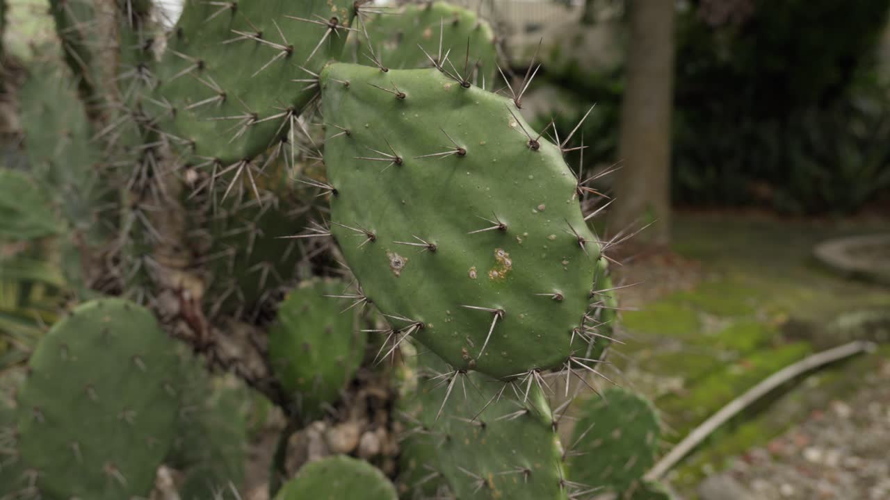Coastal Prickly Pear (Opuntia littoralis). Camera Closing Up On The Sharp Spines Used To Protect The Cactus Plant.