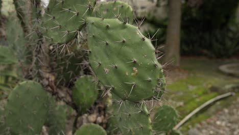 coastal prickly pear (opuntia littoralis). camera closing up on the sharp spines used to protect the cactus plant.