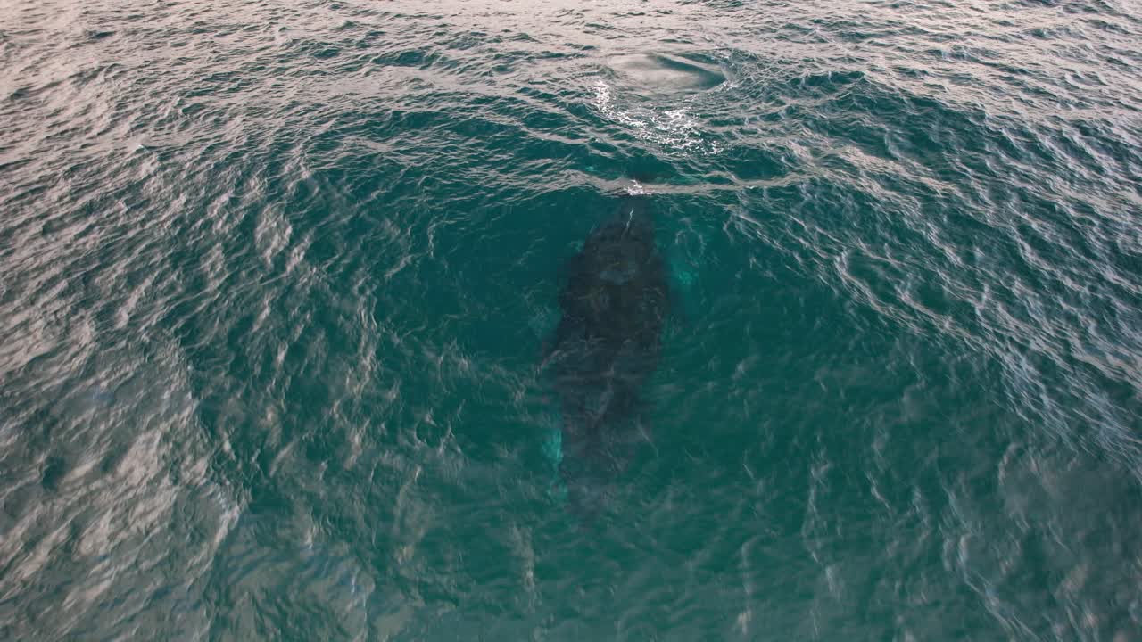 Humpback Whale Swimming In The Ocean, NSW, Australia - Drone Shot