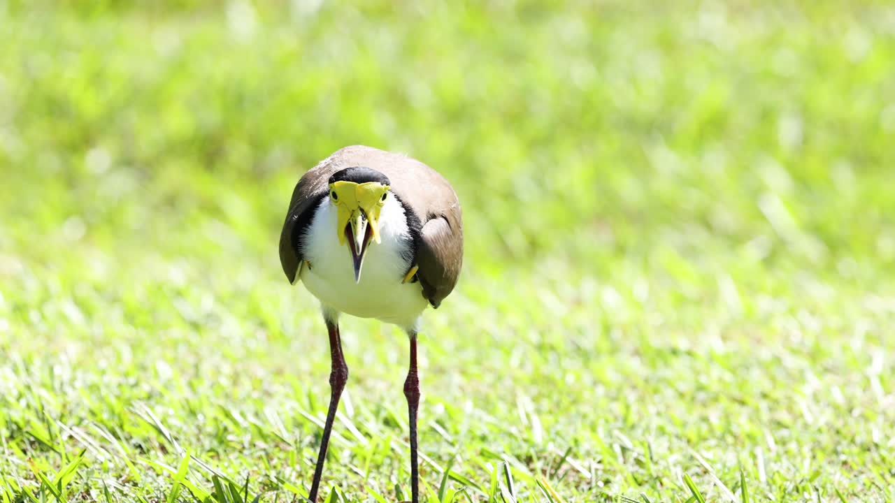 새는 땅을 고, 먹고, 잔디에서 습니다.