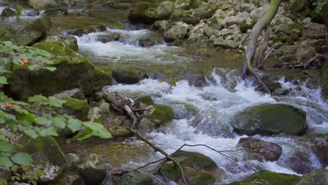 tilt down shot of fluent clear water down the stream in forest during daytime