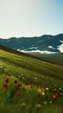 green grassy field with red flowers and a snow capped mountain range in the background