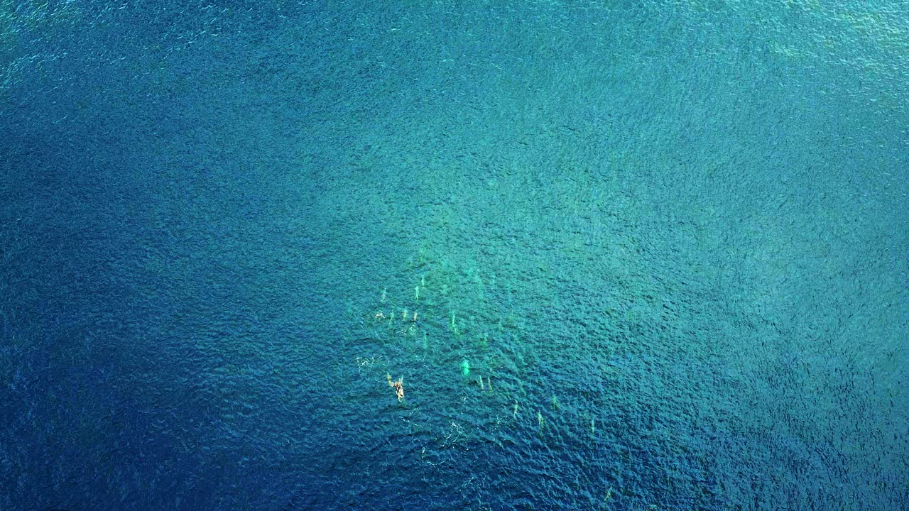 Top Views Of Spinner Dolphins Swimming On The Clear Blue Ocean - Aerial Shot