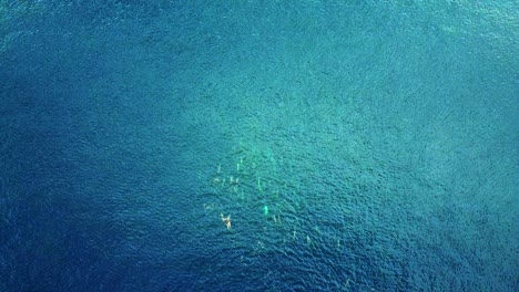 Top-Views-Of-Spinner-Dolphins-Swimming-On-The-Clear-Blue-Ocean---Aerial-Shot