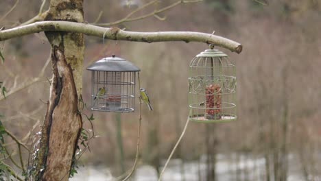 eurasian blue tit birds flying around and eating out of two bird feeders slow motion wales uk medium shot day time