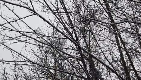 snowstorm in the forest, in high resolution details like branches and leaves getting covered in snow