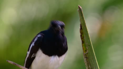 the oriental magpie-robin is a very common passerine bird in thailand in which it can be seen anywhere