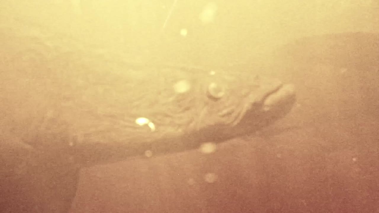 pirarucu 물고기 학명 arapaima gigas on the