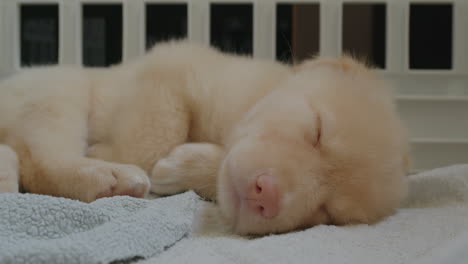 close-up view of beautiful puppy dog