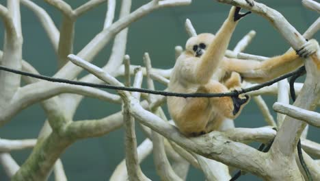 El-Mono-Principal-Gibón-Blanco-Está-Sentado-En-Un-árbol-Rascándose-En-El-Parque-Nacional-Durante-El-Día