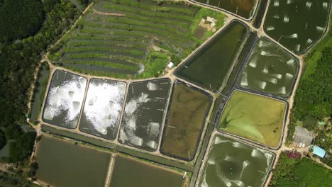 Luftdrohne-Von-Oben-Nach-Unten-über-Die-Aquakultur-Einer-Industriellen-Garnelenfarm-In-Thailand