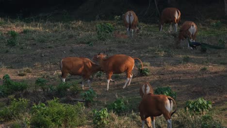 Bisonte,-Bos-Javanicus,-Santuario-De-Vida-Silvestre-Huai-Kha-Kaeng,-Tailandia