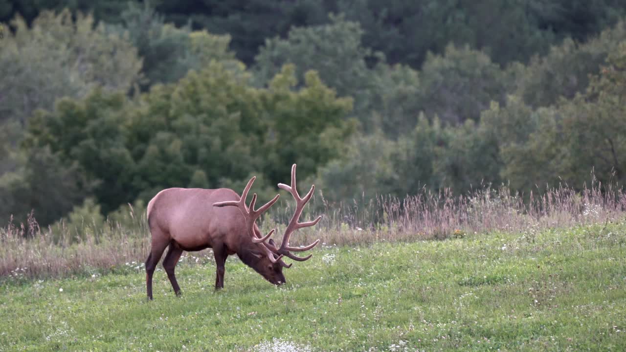 un alce de toro pastando en un pasto a la luz de la noche con el bosque de pinos al fondo