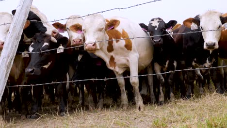 a large herd of cows