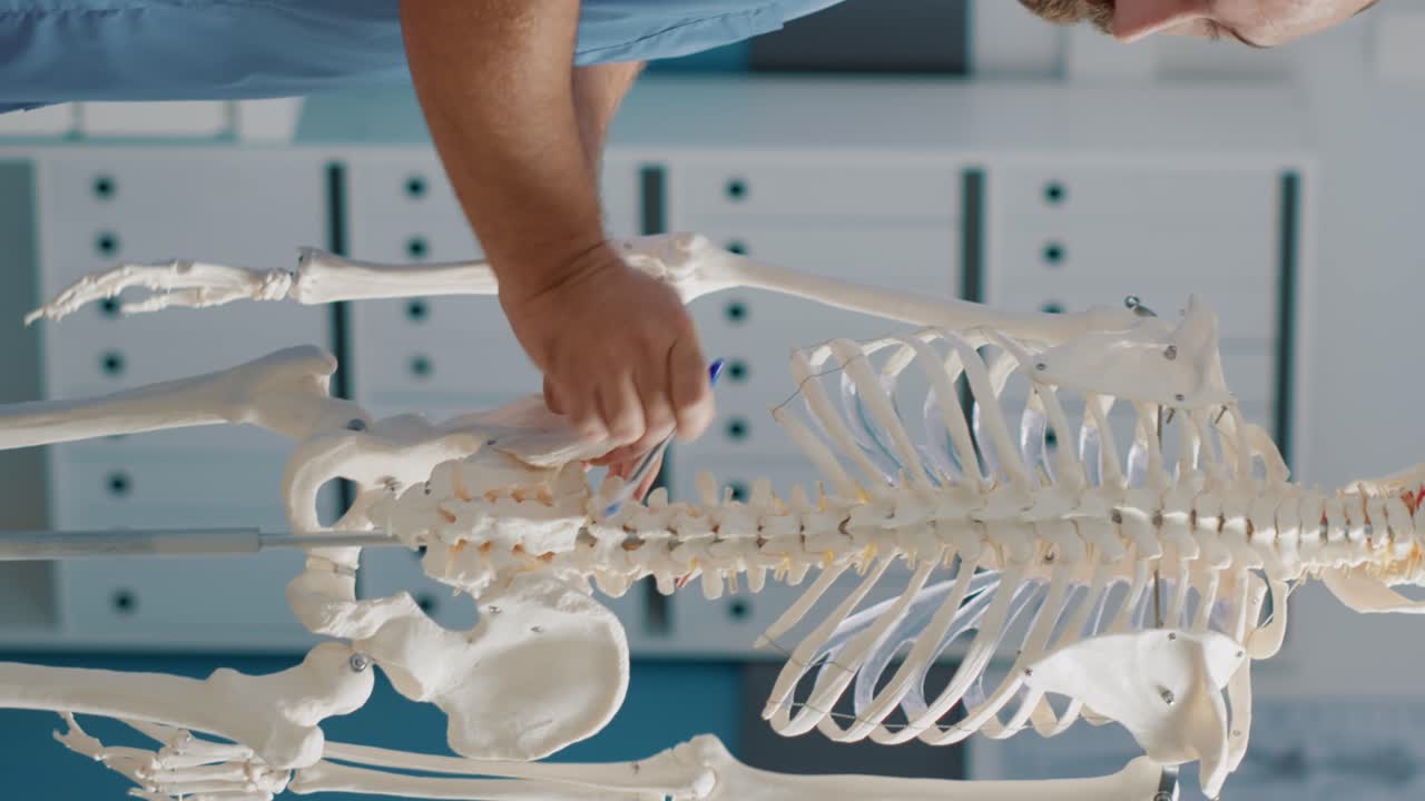 Male doctor pointing at human skeleton to show spinal cord