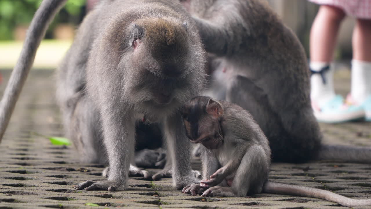 familia de macacos de cola larga en el bosque de monos ubud en bali, indonesia
