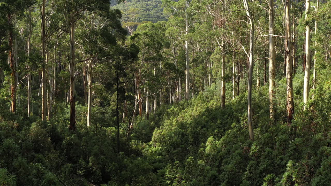 Lush Green Eucalyptus Forest