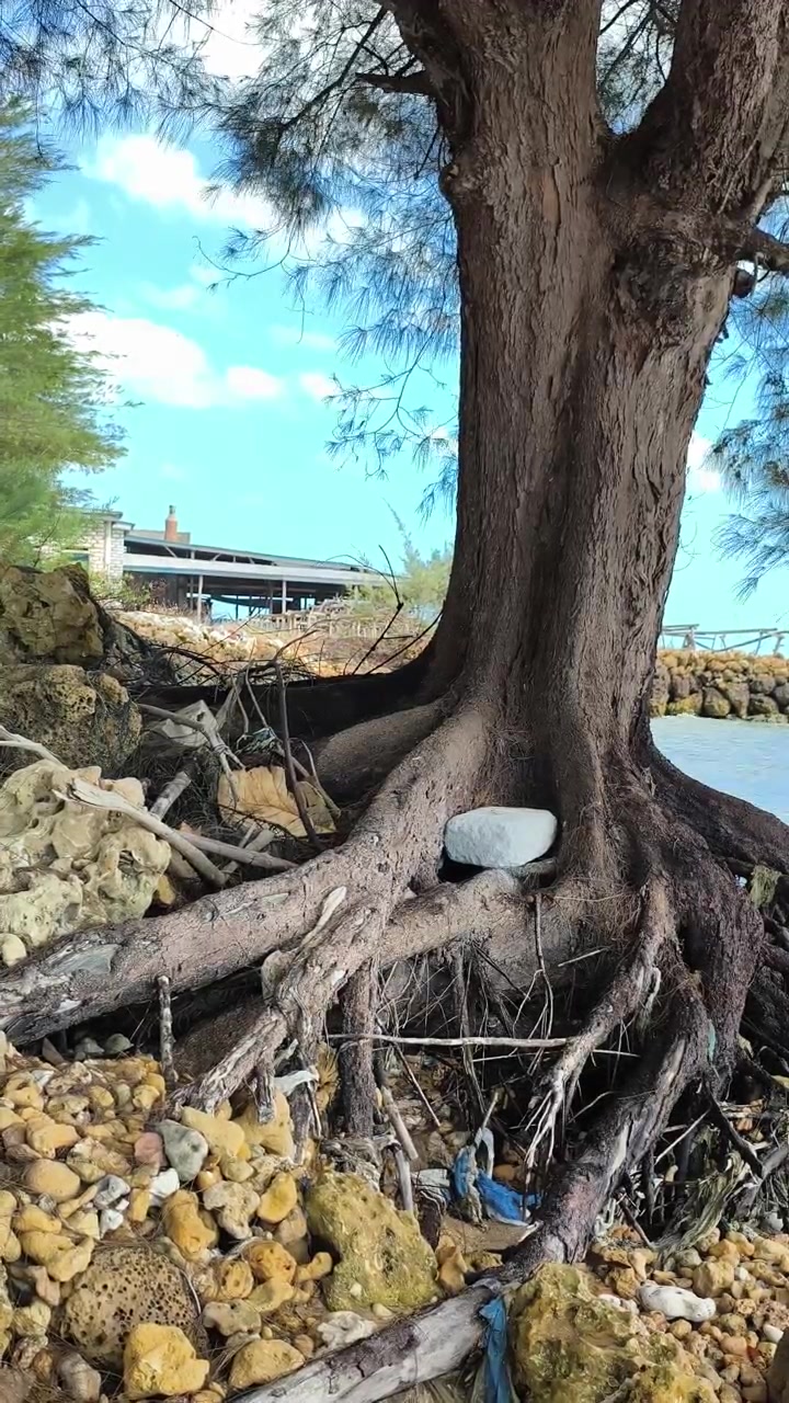 Exposed Tree Roots on a Rocky Tropical Beach