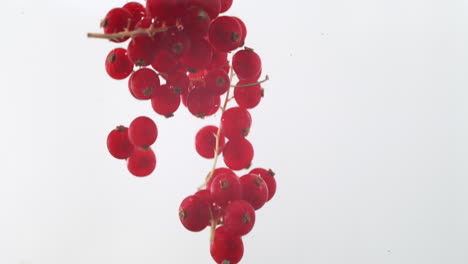 Red-currant-berries-dropped-in-crystal-clear-water-with-rising-bubble-and-white-background