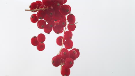 bayas de grosella roja caídas en agua cristalina con burbujas ascendentes y fondo blanco