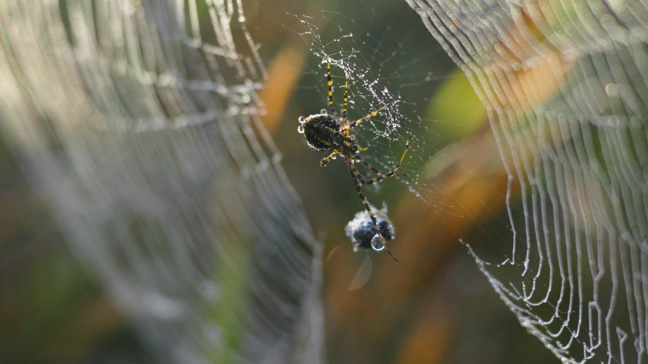 Hjulspinneredderkopp som holder bytte i et nett, med delikate silketråder, myk bokeh og varmt sollys i en nærbilde naturscene.