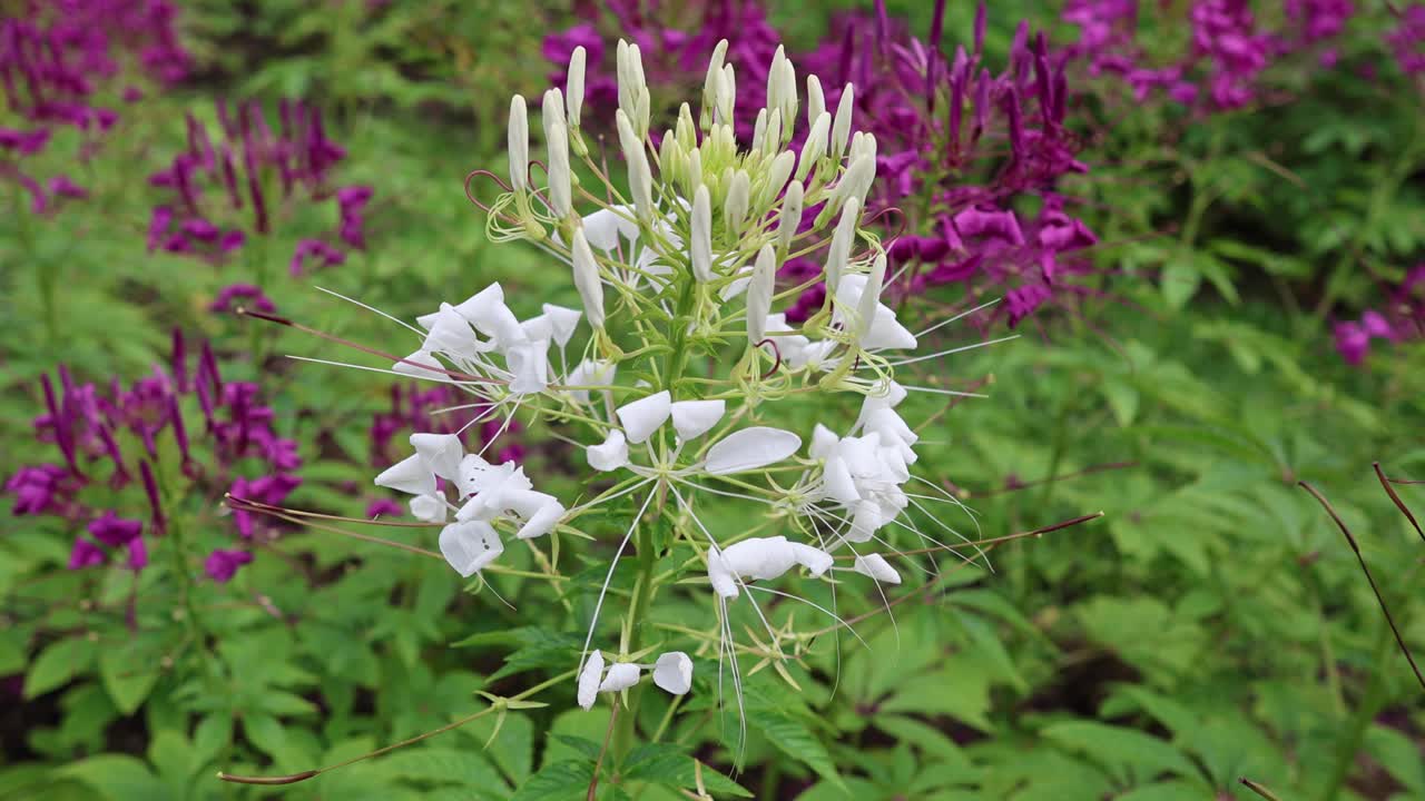 울창한 정원에서 꽃이 피는 타임스.