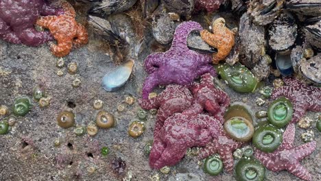 colorful ochre sea stars and sea anemones on the shore on a rainy day