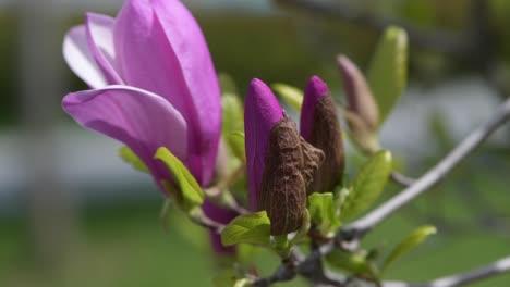 close-up of pink magnolia blossoms and buds