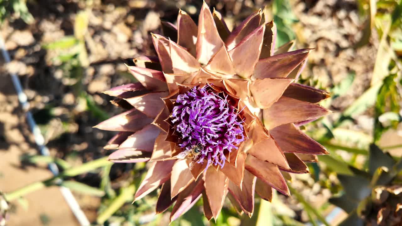 A bee pollinates a vibrant purple artichoke flower