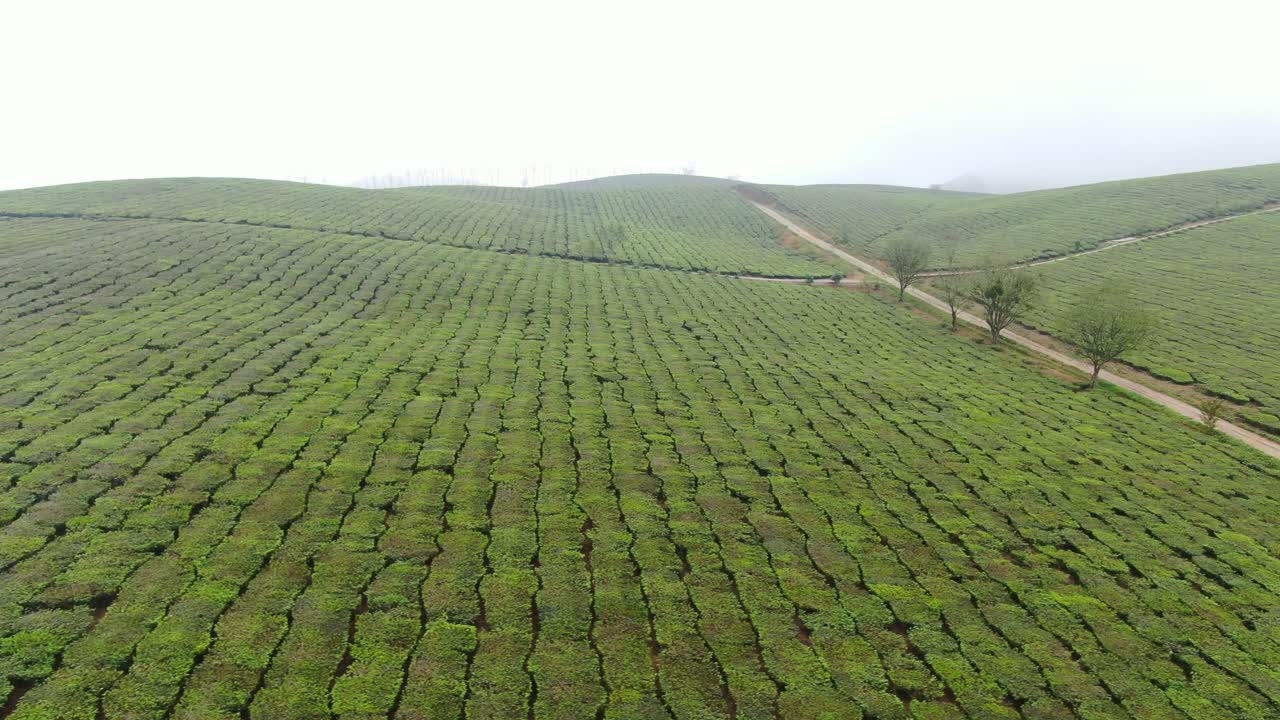 Immense tea hills submerged in mist in the Northwest Highlands - Vietnam