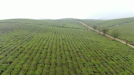 Riesige,-In-Nebel-Gehüllte-Teehügel-Im-Nordwestlichen-Hochland---Vietnam