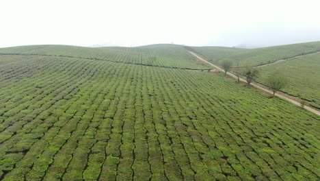 immense tea hills submerged in mist in the northwest highlands - vietnam