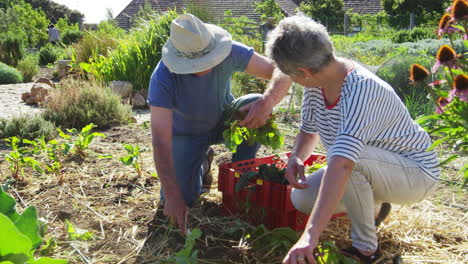 senior couple harvesting beetroot on community allotment