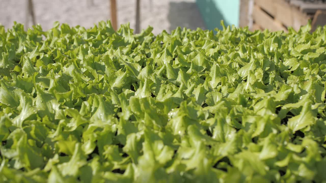 물방울이 있는 맛있는 신선한 녹색 양상추, 중간 팬 샷