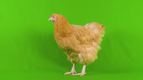 profile side shot of a beige chicken standing on a green screen