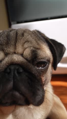 close-up of a pug