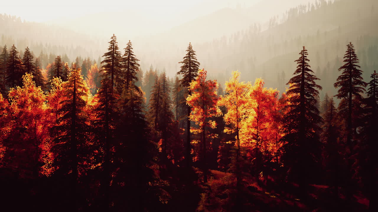 una vista panorámica de un bosque de otoño con pinos y follaje de colores.
