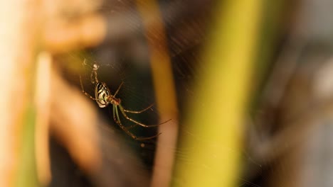 spider weaving web in gold coast garden