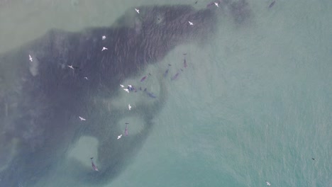 delfines nariz de botella cazando peces en la cabeza rota nsw - región de byron - australia