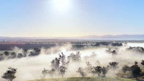 drone camera glides above mist-covered rural hills and scattered trees at sunrise, capturing tranquil morning light and atmospheric fog in tamworth, new south wales