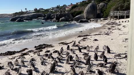 pingüinos africanos en la playa de boulders cerca de la ciudad de simons, sudáfrica