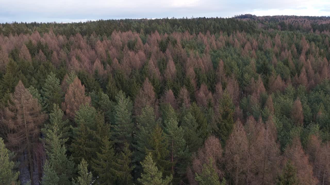 Vue aérienne panoramique d’une forêt de conifères verte dans un paysage hivernal, République tchèque. Vue drone d’arbres à feuilles persistantes contrastant avec l’environnement enneigé