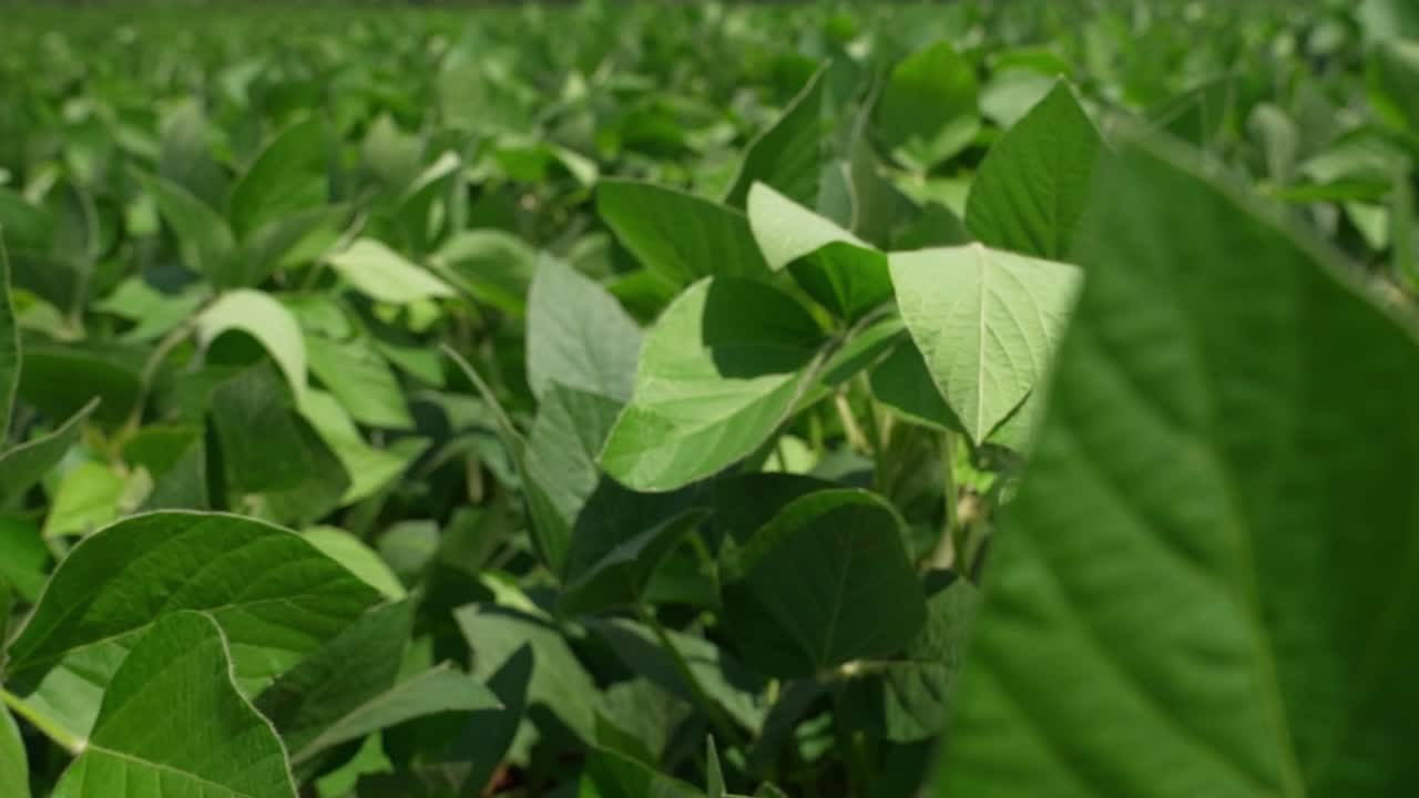 Beautiful Soybean Plants In Field