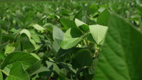 beautiful soybean plants in field