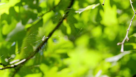 big spider-web with light leaks. summer day time