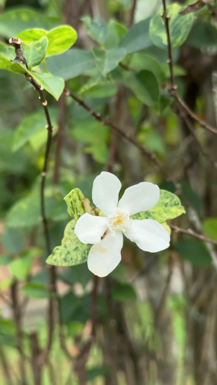 Un singolo fiore bianco che sboccia su un cespuglio verde