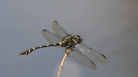 close up capture revealing the dragonfly turning its head several times, scratches its head, common flangetail, ictinogomphus decoratus, kaeng krachan national park, unesco world heritage, thailand