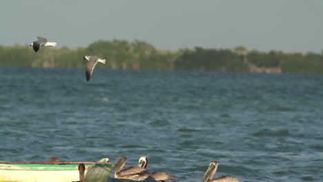 birds wildlife mexico